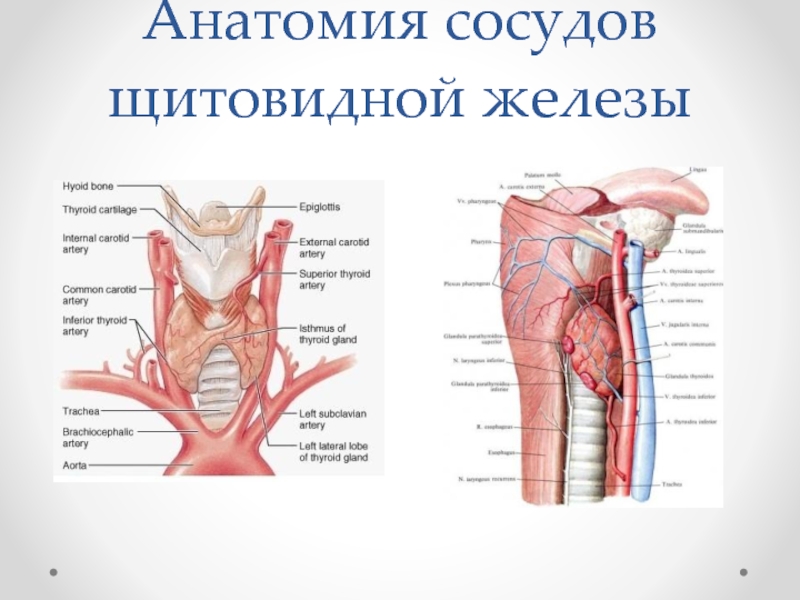 Капилляр щитовидной железы продолговатый мозг. Анатомия сосудов. Артерии анатомия. Магистральные сосуды анатомия. Артерии щитовидной железы анатомия.