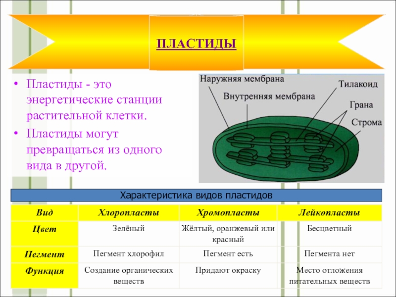 Пластиды. Микроскопическое строение пластиды. Пластиды строение и функции таблица. Пластиды цикл. Пластиды являются составной частью клеток.