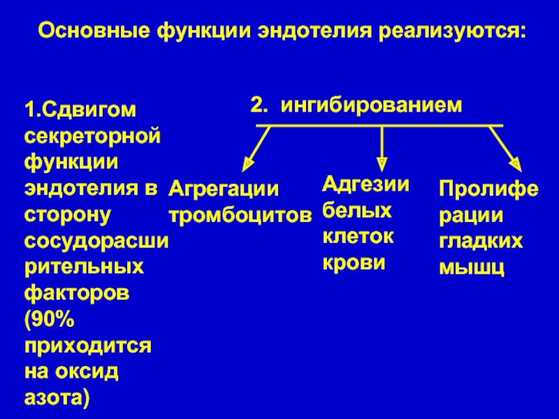 Эндотелий и регуляция сосудистого тонуса презентация