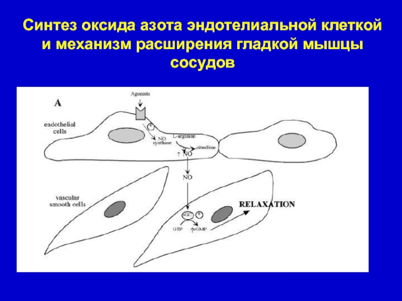 Синтез азота. Монооксид азота в клетках эндотелия сосудов. Синтез оксида азота в эндотелии. Синтез оксида азота в клетках эндотелия. Эндотелиальный оксид азота.