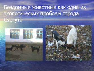 Бездомные животные как одна из экологических проблем города Сургута