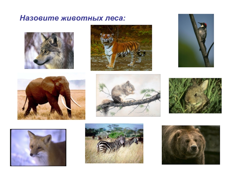 Природное сообщество лес животные. Сообщество животных называется. Зовут животных. Как зовут обитателей армянского леса. Для каких животных лес является природным домом.