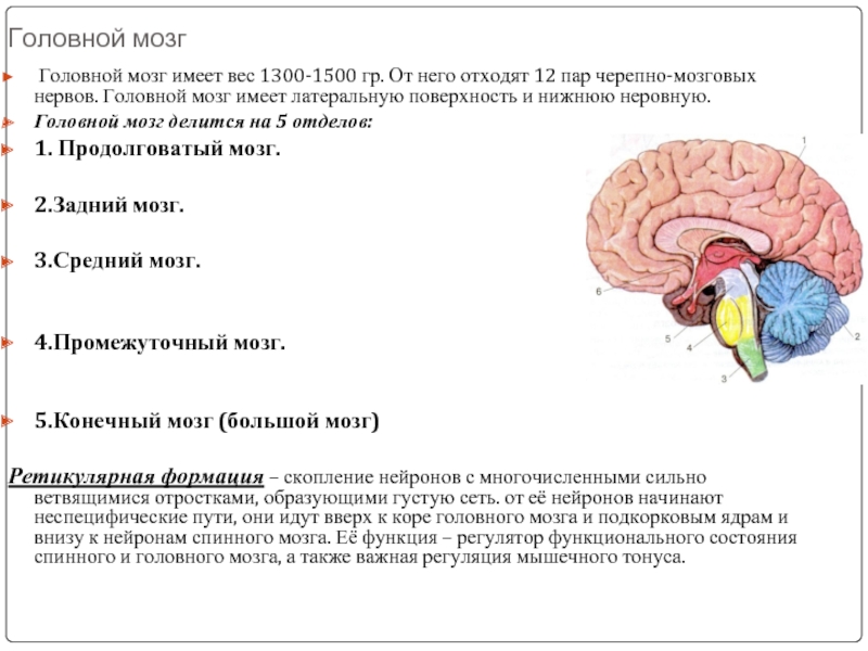 Мозг 12. Головной мозг имеет. Головной мозг делится на 5. Головной мозг делят на 5 отделов. В головном мозге 5 отделов у кого.