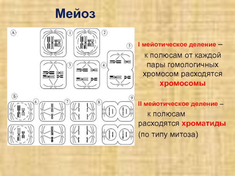 Как по рисунку определить митоз или мейоз