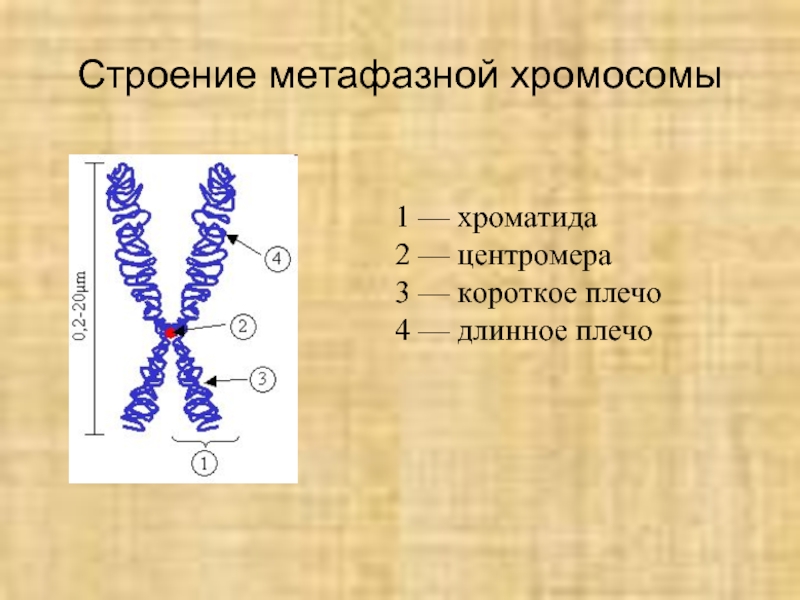 Центр хромосомы. Структура метафазной хромосомы. Строение метафазной хромосомы. Схема строения метафазной хромосомы. Строение хромосомы хроматиды.