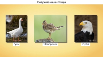 Характеристика птиц
