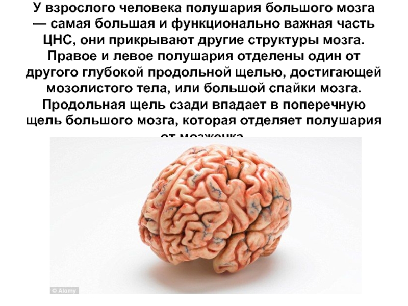 Реферат по теме Физиология ромбовидного мозга