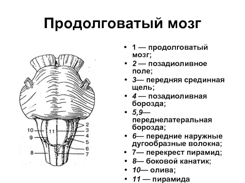 Ствол мозга схема