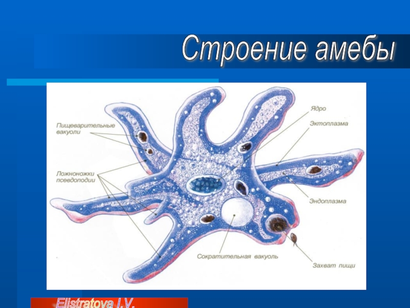 Амеба строение