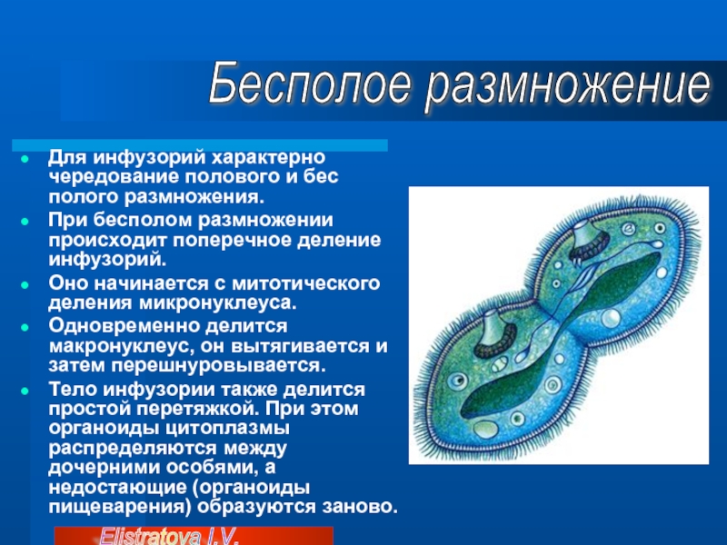 Полое размножение. Инфузория макронуклеус деление. ПАРАМЕЦИЯ макронуклеус. Макронуклеус инфузорий. Инфузория туфелька макронуклеус и микронуклеус.