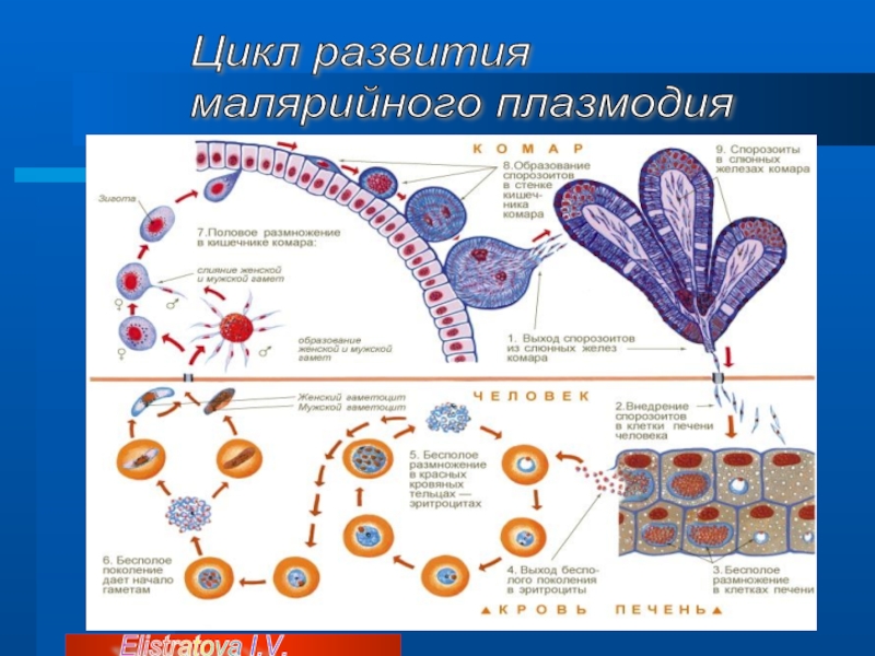 Спорозоиты малярийного плазмодия. Половое размножение плазмодия. Размножение Апикомплексы. Апикомплексы цикл развития.