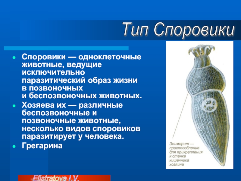 Споровики. Одноклеточные Споровики. Тип Споровики представители. Представители одноклеточных Споровики.