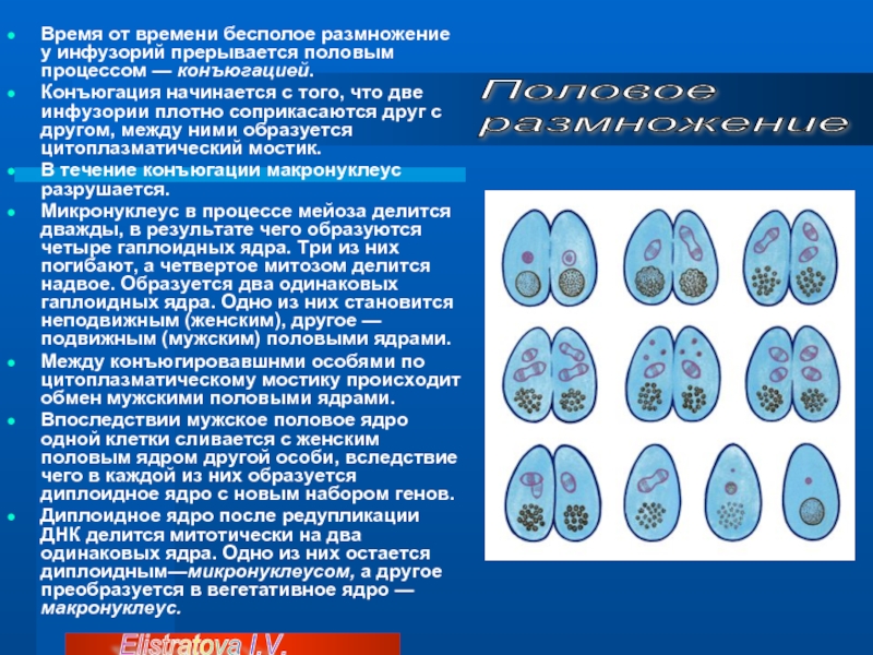 Каким номером на рисунке обозначена стадия конъюгации инфузории