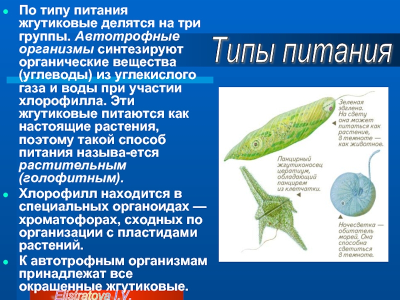 Питание простейших. Питание жгутиковых. Класс жгутиковые питание. Тип простейшие класс жгутиковые. Тип жгутиковые.