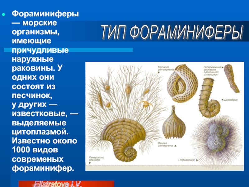 Фораминиферы относятся. Бентосные фораминиферы. Фораминиферы среда обитания. Фораминиферы окаменелости. Цикл развития фораминиферы.