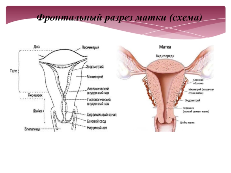 Матка картинка анатомия