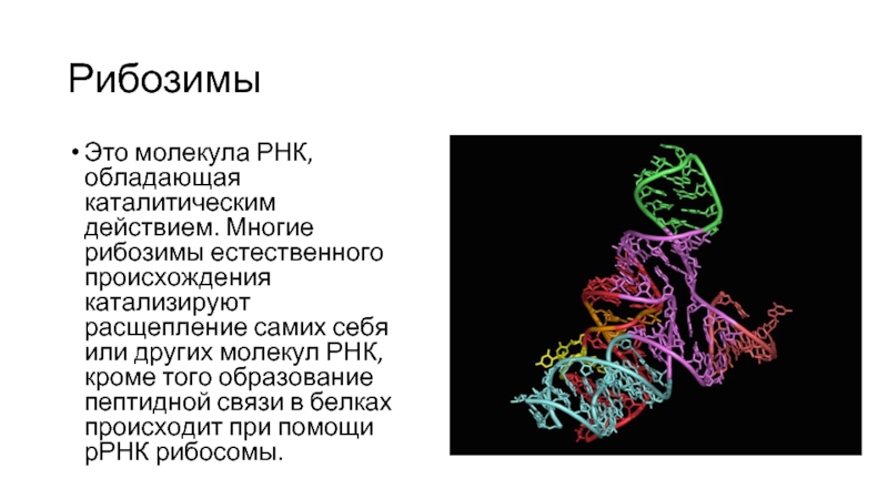 Молекулы рнк образуются. РНК-ферменты – рибозимы. Каталитические РНК. Рибозимы как пример каталитической активности нуклеиновых кислот. Молекула РНК обладающая каталитическим действием.