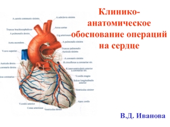 Клинико-анатомическое обоснование операций на сердце