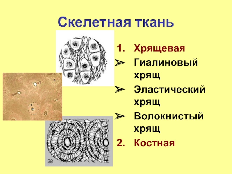 Хрящевая ткань