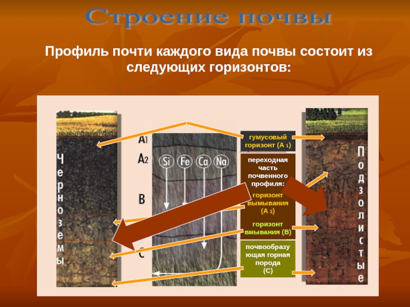 Схема почвенного профиля