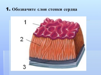 1. Обозначите слои стенки сердца