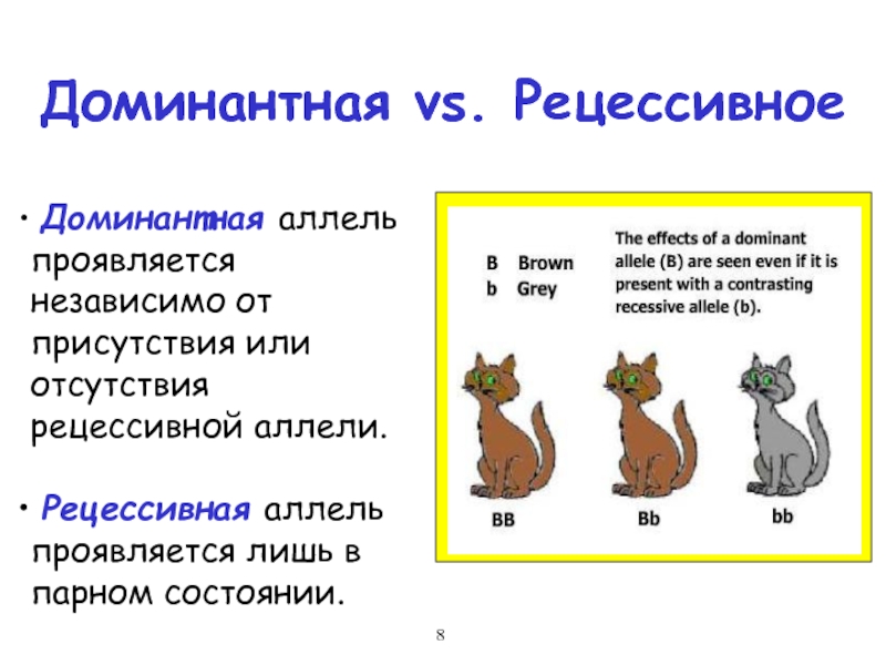 Рецессивный аллель