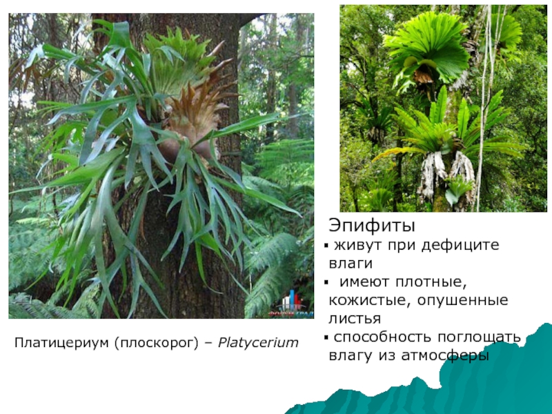 Эпифиты примеры. Гигрофиты Эпифиты. Папоротники Эпифиты. Эпифитные папоротники названия. Растения Эпифиты характеристики.