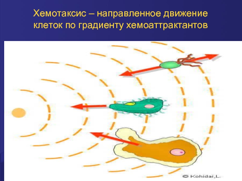 Хемотаксис инфузории туфельки