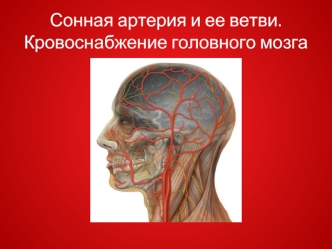 Сонная артерия и ее ветви. Кровоснабжение головного мозга