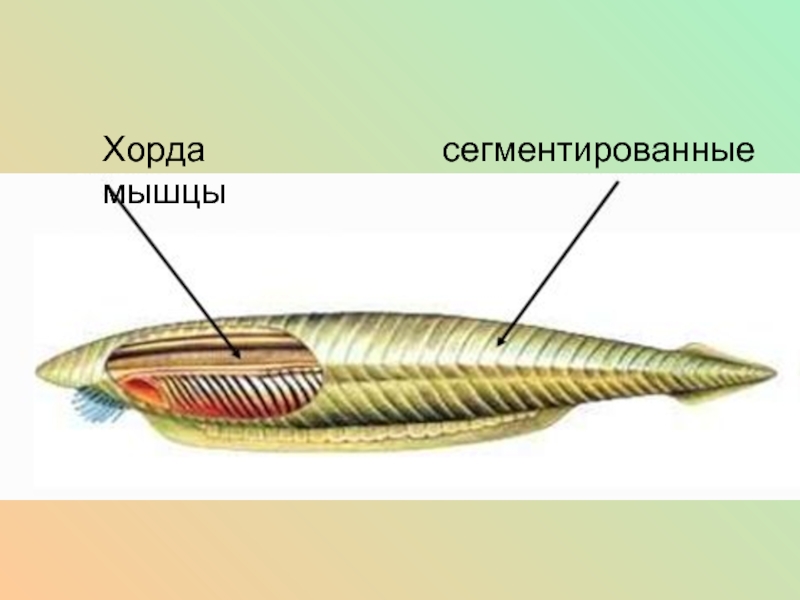 Хорда фото биология