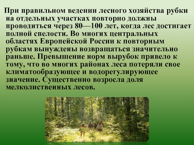 Участок для ведения лесного хозяйства. Ведение лесного хозяйства. Защитная роль леса. Ведение лесного хозяйства на осушаемых землях. Спелость леса.