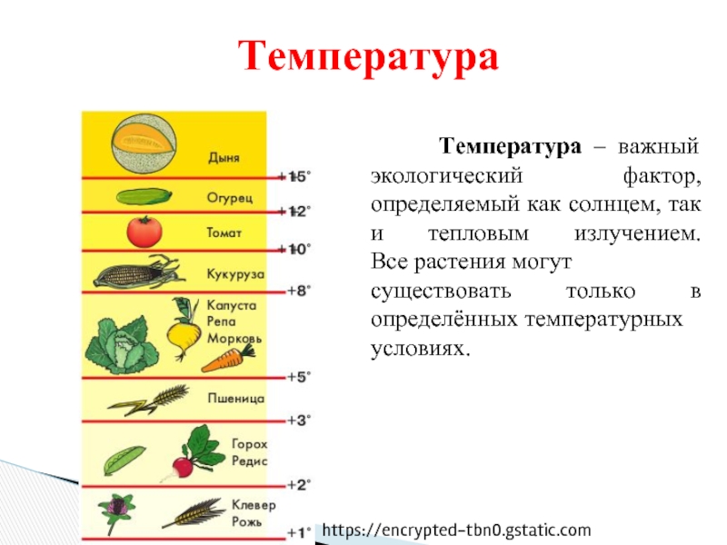 Влияние температуры на жизненные процессы презентация