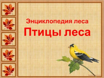 Энциклопедия леса. Птицы леса
