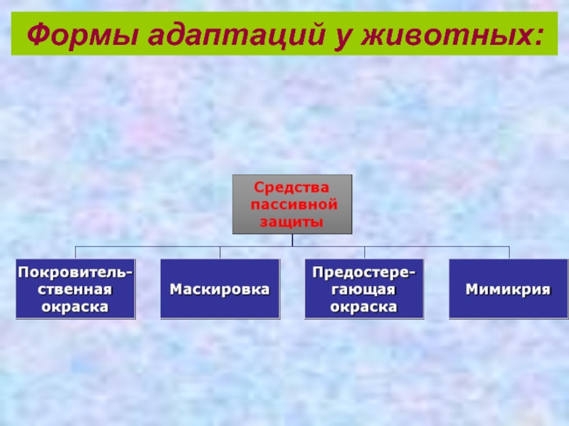 Формы адаптации животных. Механизмы эволюционного процесса. Формы адаптации. Механизмы эволюции животных. Перечень механизмов эволюции.