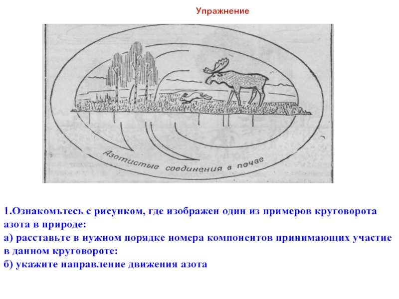 Где изображена. Укажите направление движения азота. Направление движения азота в круговороте. Рисунок один из круговоротов азота в природе. Упражнение круговорот.