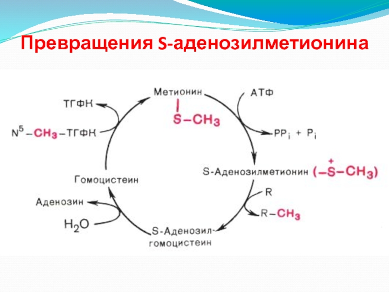 Гомоцистеин биохимия. Схема обмена серосодержащих аминокислот биохимия. Обмен серосодержащих аминокислот биохимия. Схема обмена серосодержащих аминокислот. Метаболизм серосодержащих аминокислот.