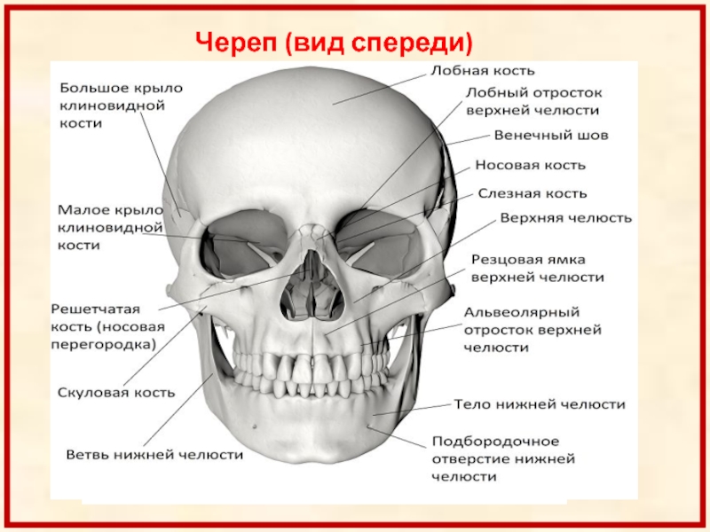 Типы черепов. Череп вид спереди.