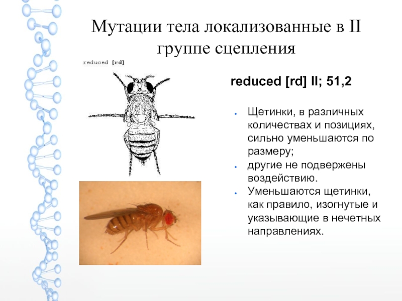 Какие причины могут вызвать мутации у дрозофил. Мутации щетинок у дрозофилы. Дрозофила мутация изогнутые щетинки. Изогнутые щетинки у дрозофилы рисунок. Drosophila melanogaster мутация изогнутые щетинки.