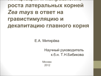 Инициация и направление роста латеральных корней Zea mays в ответ на гравистимуляцию и декапитацию главного корня