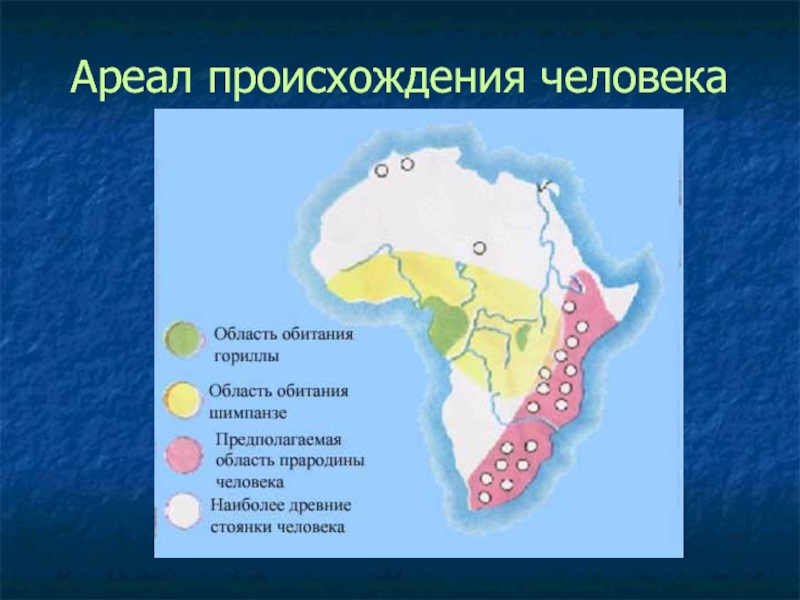 Прародина человека презентация 11 класс биология