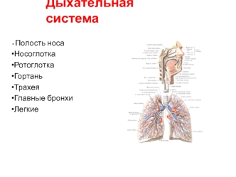 Дыхательная система