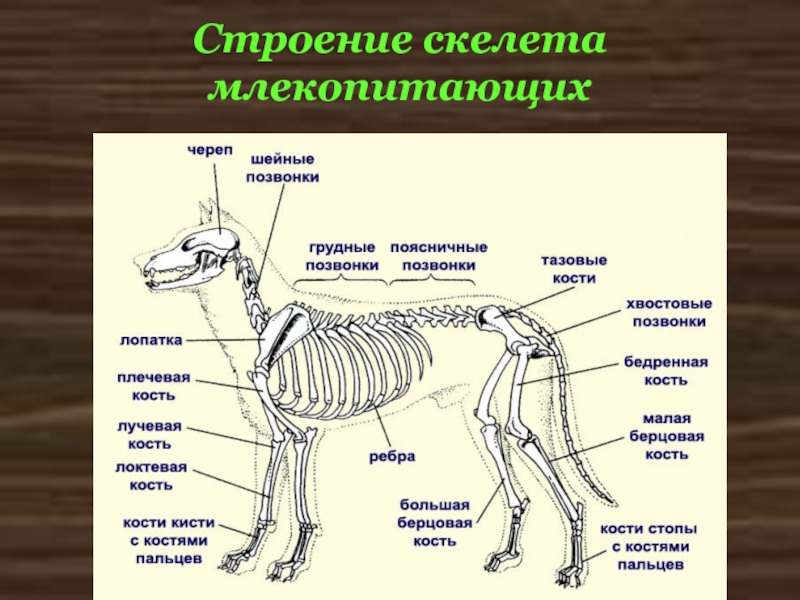 Лабораторная работа скелет млекопитающих. Скелет млекопитающего 7 класс биология. Скелет млекопитающих 7 класс. Скелет млекопитающих схема биология 7 класс. Строение скелета млекопитающих.
