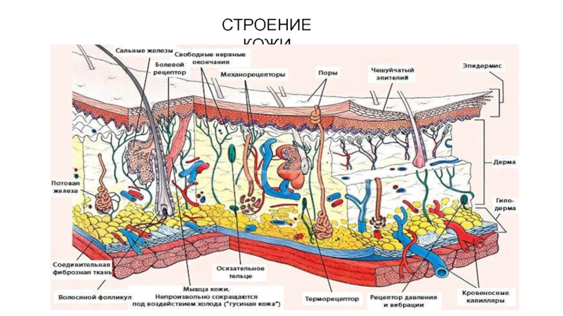 Кожный покров рисунок. Строение кожи анатомия Ветеринария. Строение кожи животного. Строение кожного Покрова. Схема строения кожи животных.