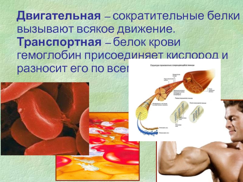 Сократительные белки. Транспортные белки гемоглобин. Сократительные белки есть в. Двигательный белок.