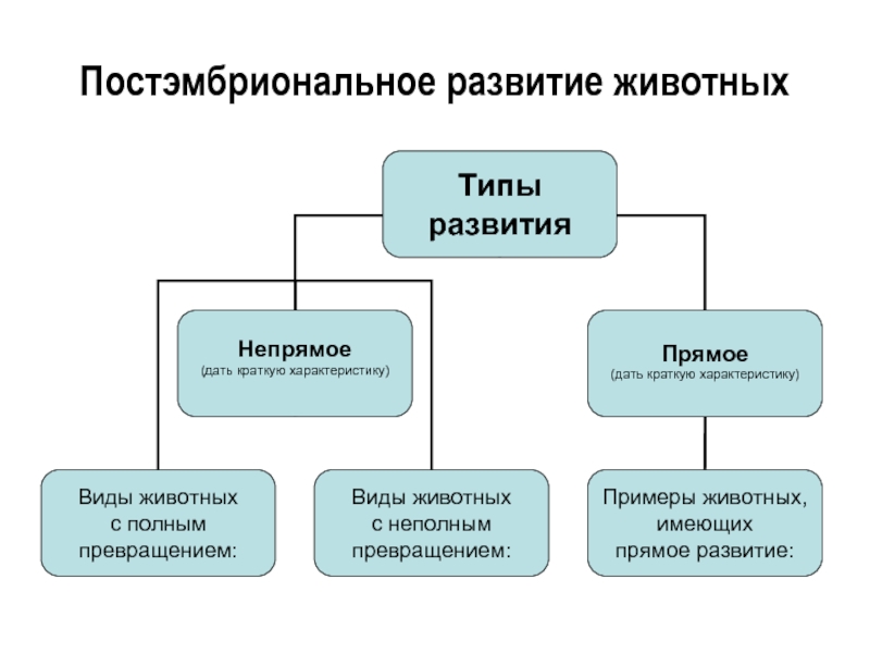 Схема сравнения которая показывает чем прямое развитие отличается от непрямого