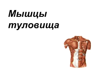 Мышцы туловища, груди и живота