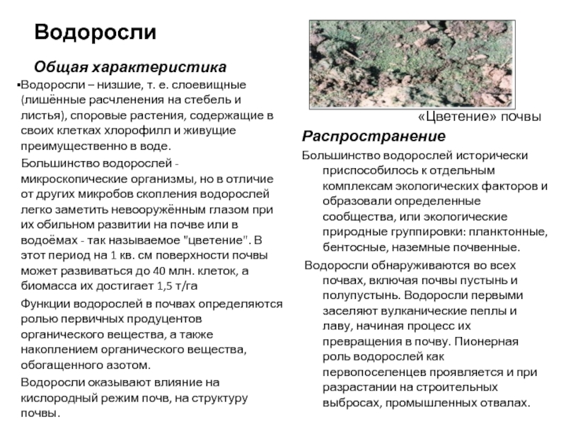 Свойства водорослей. Общая характеристика водорослей. Основная характеристика водорослей. Характеристика класса водорослей. Общие признаки водорослей.