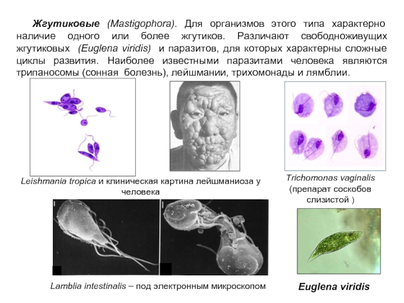 Особенности жгутиковых