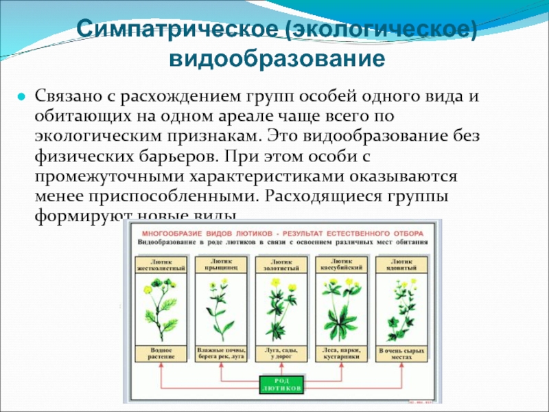 Формы симпатрического видообразования