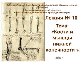 Кости и мышцы нижних конечностей. (Лекция 10)